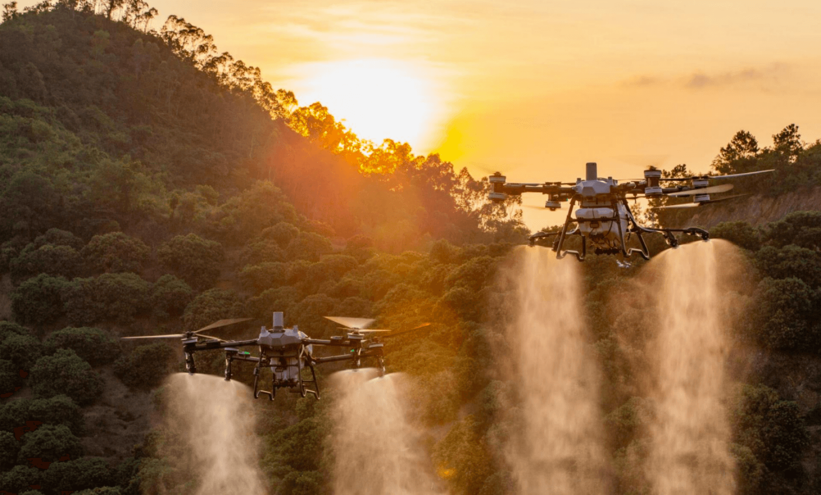 DJI Agras T100 and DJI T70P spray drones flying in the sunset above a thick hilly forest